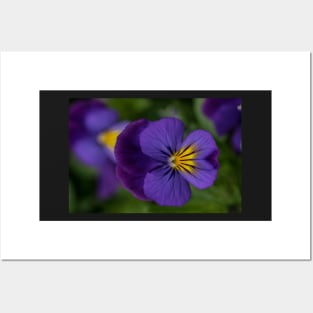 Pansy Posters and Art